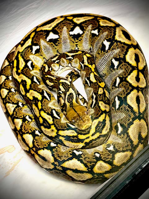Knox, the founding male Sulawesi reticulated python, coiled and viewed from above.