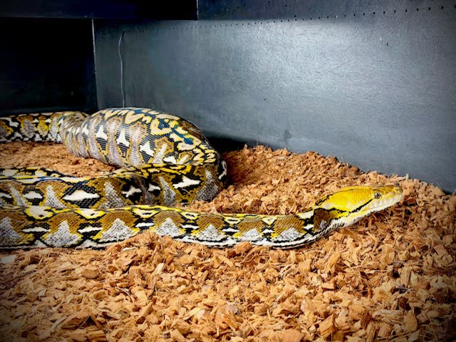 Knyx, the founding female Sulawesi reticulated python, resting on substrate.